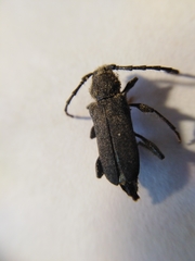 Ropalopus macropus