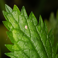 Urtica incisa