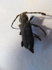 Ropalopus macropus
