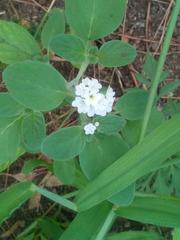 Heliotropium suaveolens