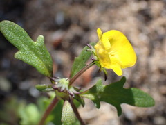 Hemimeris sabulosa