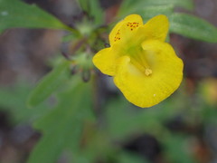Hemimeris sabulosa