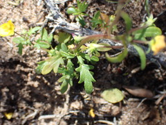 Hemimeris sabulosa