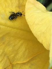 Ceratina cucurbitina