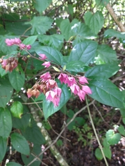 Image of Clerodendrum trichotomum