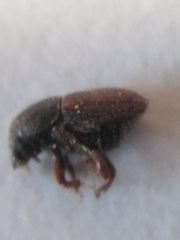 Scolytus intricatus