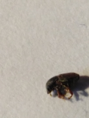 Scolytus intricatus