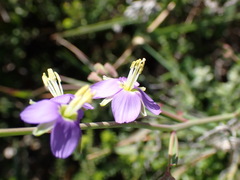 Heliophila linearis linearis
