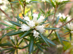 Cyathodes glauca