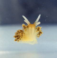 Diaphoreolis flavovulta