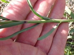 Heliophila linearis linearis