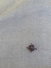 Dermacentor reticulatus