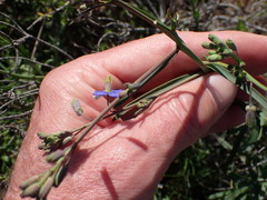 Heliophila linearis linearis