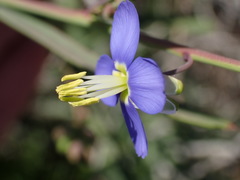 Heliophila linearis linearis