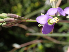 Heliophila linearis linearis
