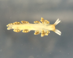Diaphoreolis flavovulta