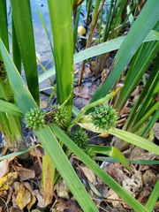 Sparganium erectum erectum