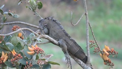 Iguana iguana