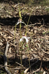 Caladenia longicauda eminens