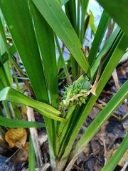 Sparganium erectum erectum