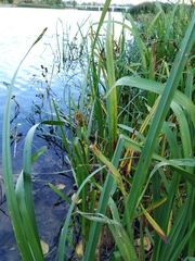 Sparganium erectum erectum