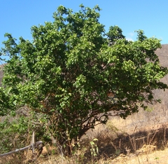 Sarcomphalus joazeiro