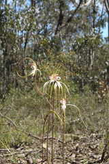Caladenia longicauda eminens