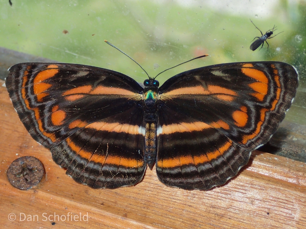 Pantoporia antara
