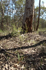 Caladenia longicauda eminens