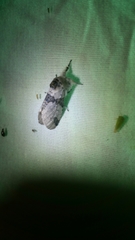 Furcula scolopendrina