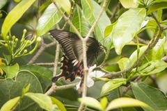 Papilio polytes