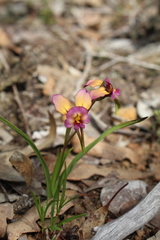 Diuris longifolia