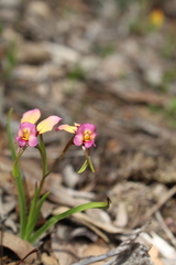 Diuris longifolia
