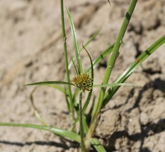 Cyperus glomeratus