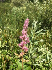 Spiraea tomentosa