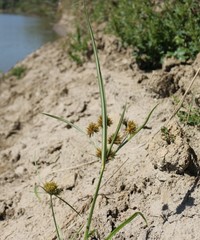 Cyperus glomeratus