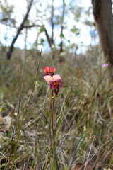 Diuris longifolia