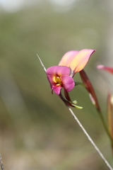 Diuris longifolia