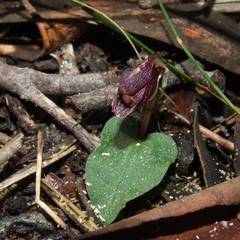 Corybas unguiculatus