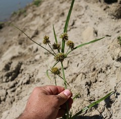 Cyperus glomeratus