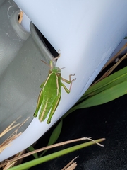 Aptenopedes sphenarioides