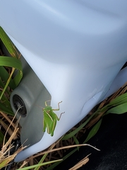 Aptenopedes sphenarioides