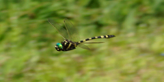Macromia pacifica