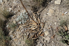 Eremurus spectabilis