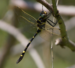 Macromia pacifica × taeniolata