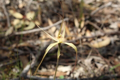 Caladenia straminichila