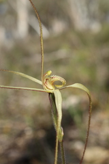 Caladenia straminichila