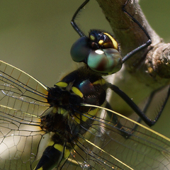 Macromia pacifica × taeniolata