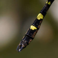 Macromia pacifica × taeniolata