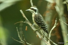 Yungipicus moluccensis